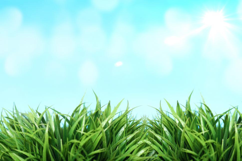 Free Image of Spring background - green grass and sky 