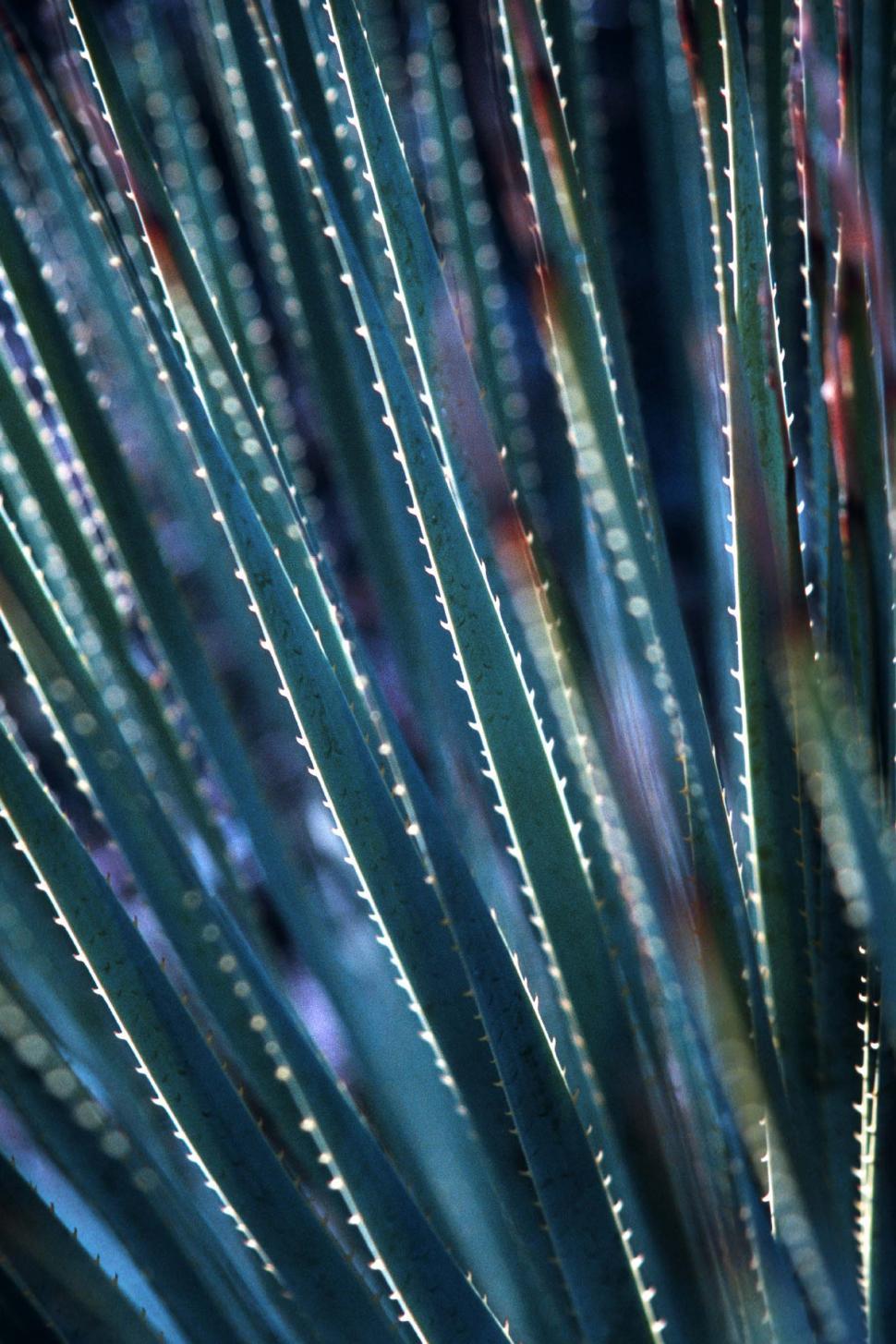 Free Image of Agave spines 