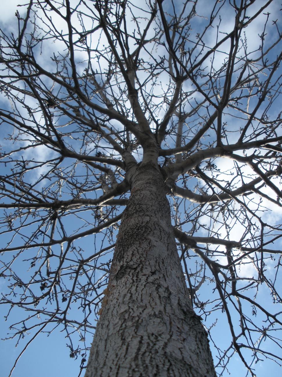 Free Image of Tree of Life 
