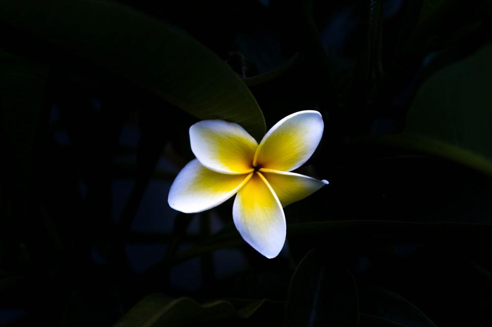 Free Image of Yellow white flower 