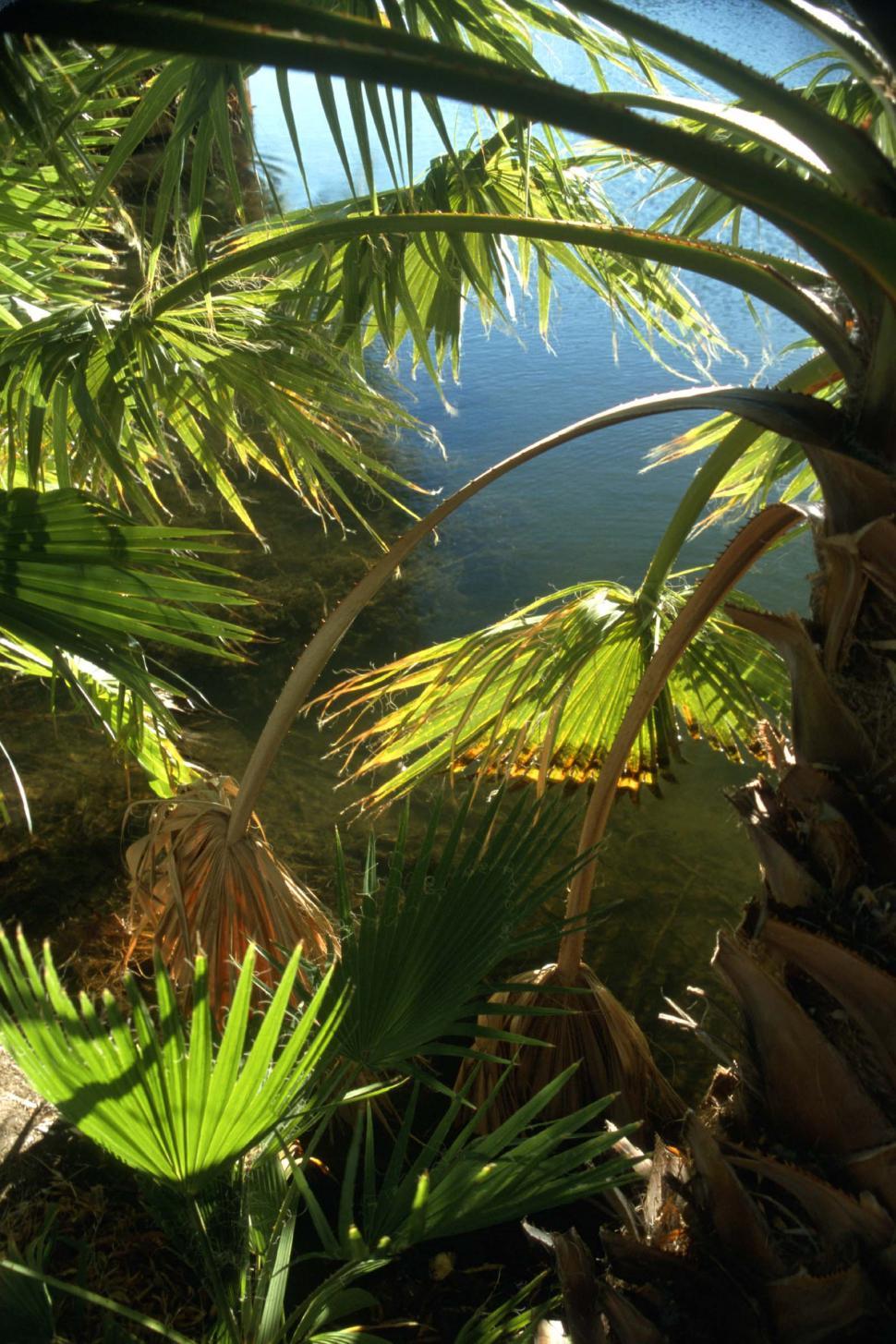 Free Image of Branches of palm trees 