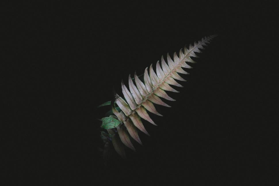 Free Image of White fern leaf 