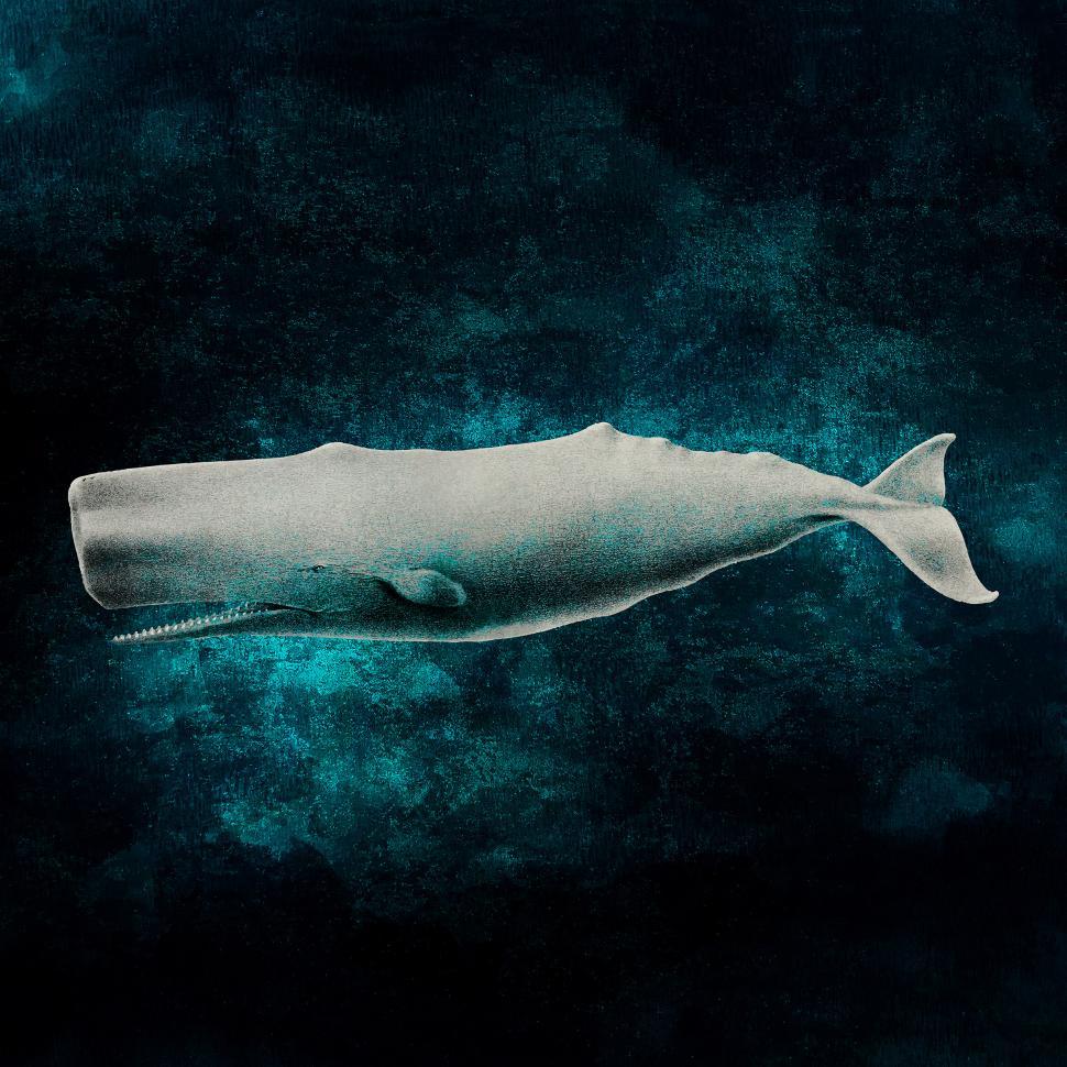 Free Image of White Sperm Whale in the Deep 