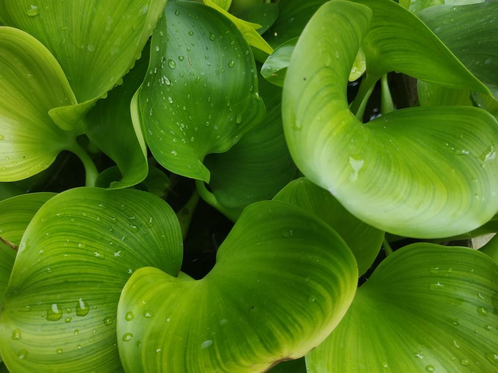 Free Image of water hyacinth plant  