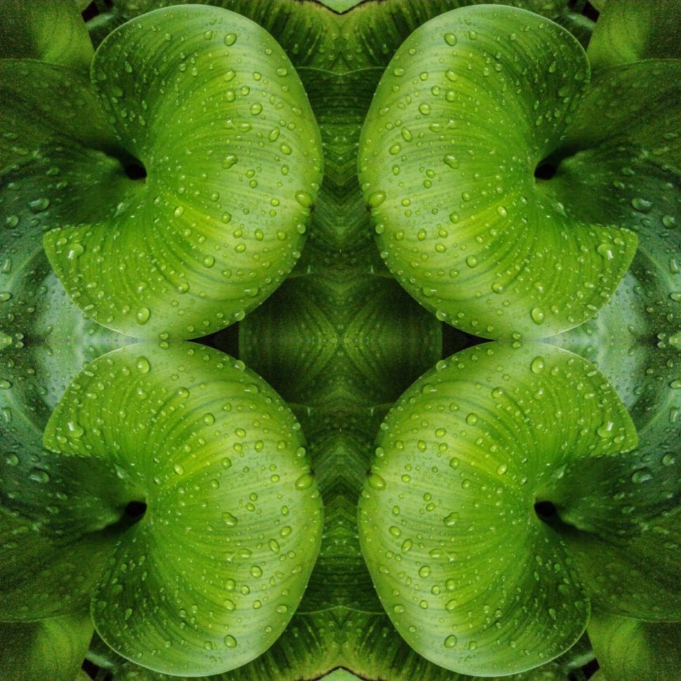 Free Image of water hyacinth plant mirrored and tiled 