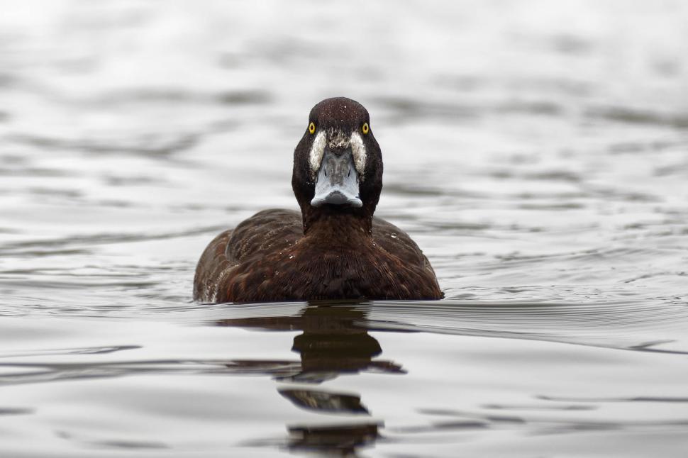 Free Image of Female Scaup 
