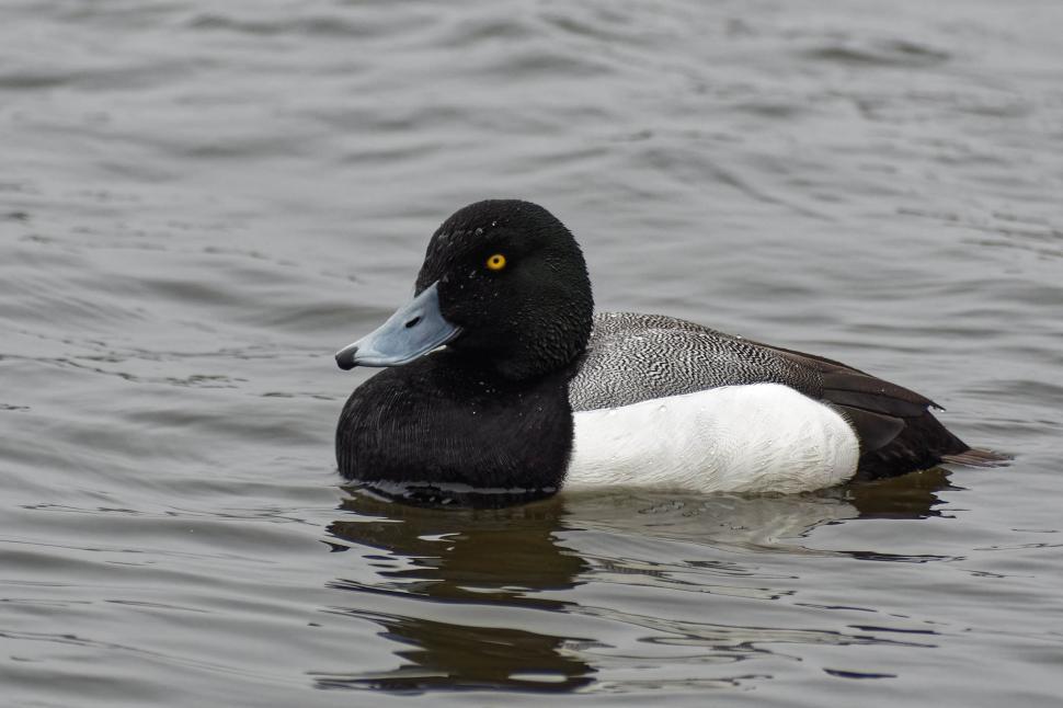 Free Image of Scaup Duck 