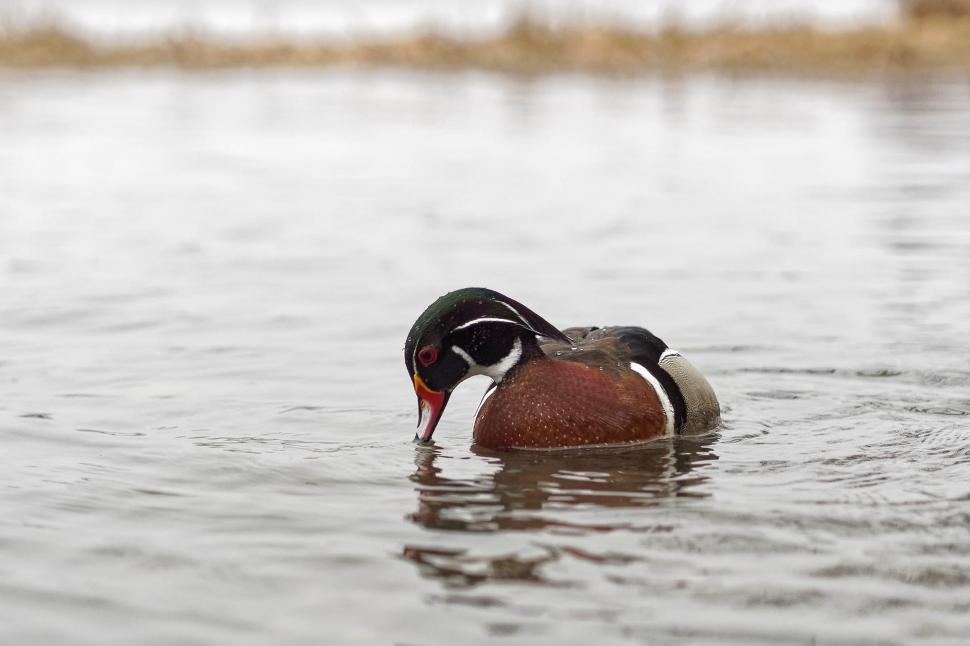 Free Image of Male Wood Duck 