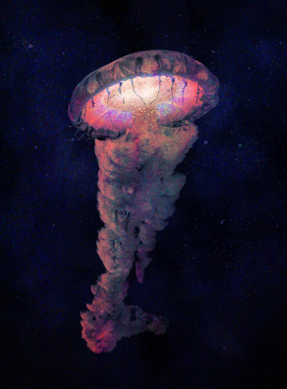Free Image of Luminous Multicolored Jellyfish 