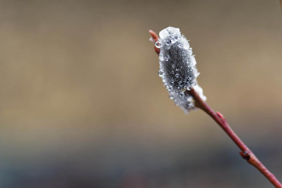 Free Image of Pussy willow with water droplets 