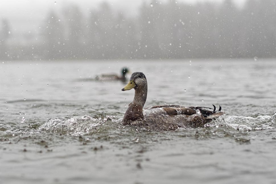Download Free Stock Photo of Mallard duck in the rain 