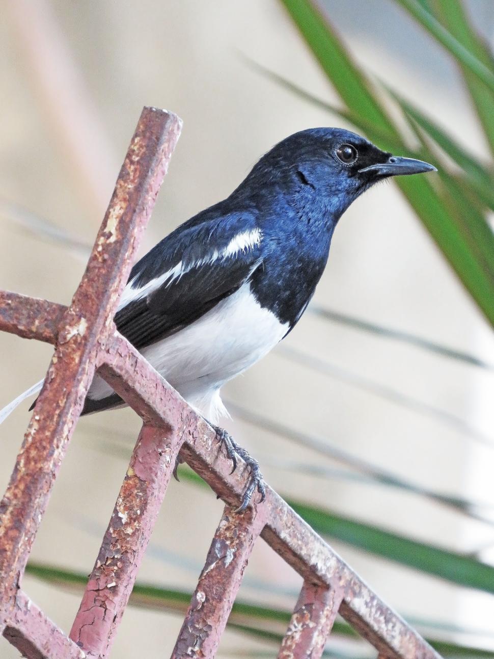 Free Image of Oriental magpie robin  