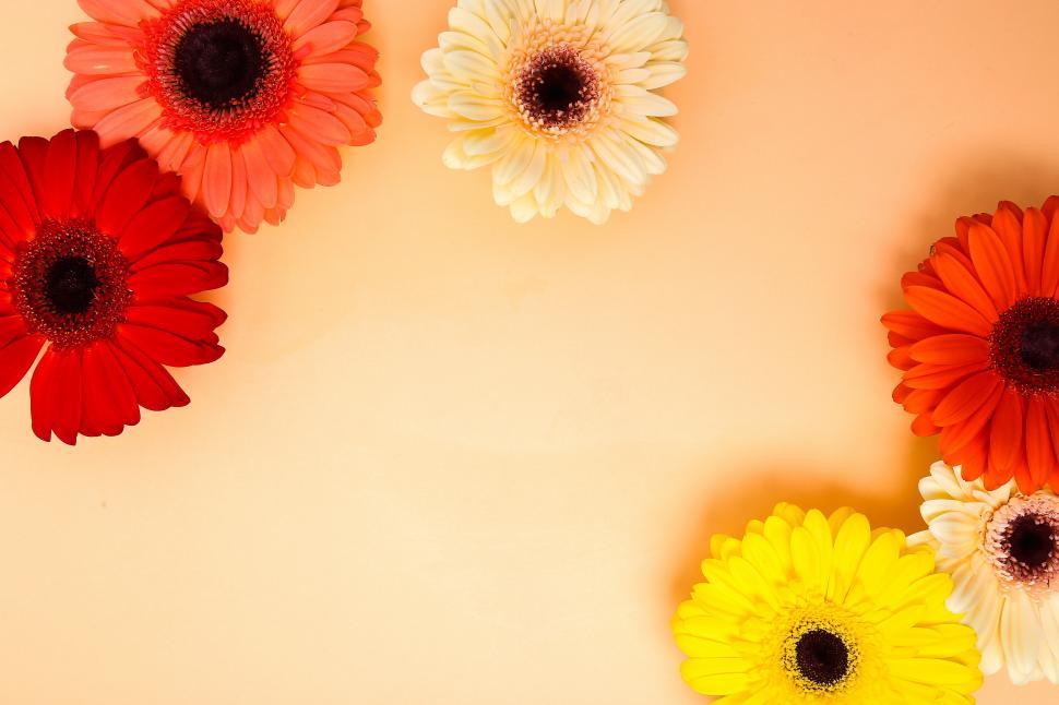 Free Image of Beautiful gerbera daisy background 