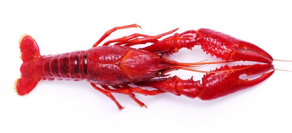 Free Image of One single crayfish 