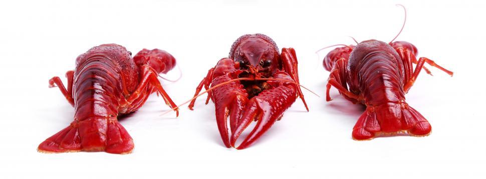 Free Image of Three crayfish on white background 