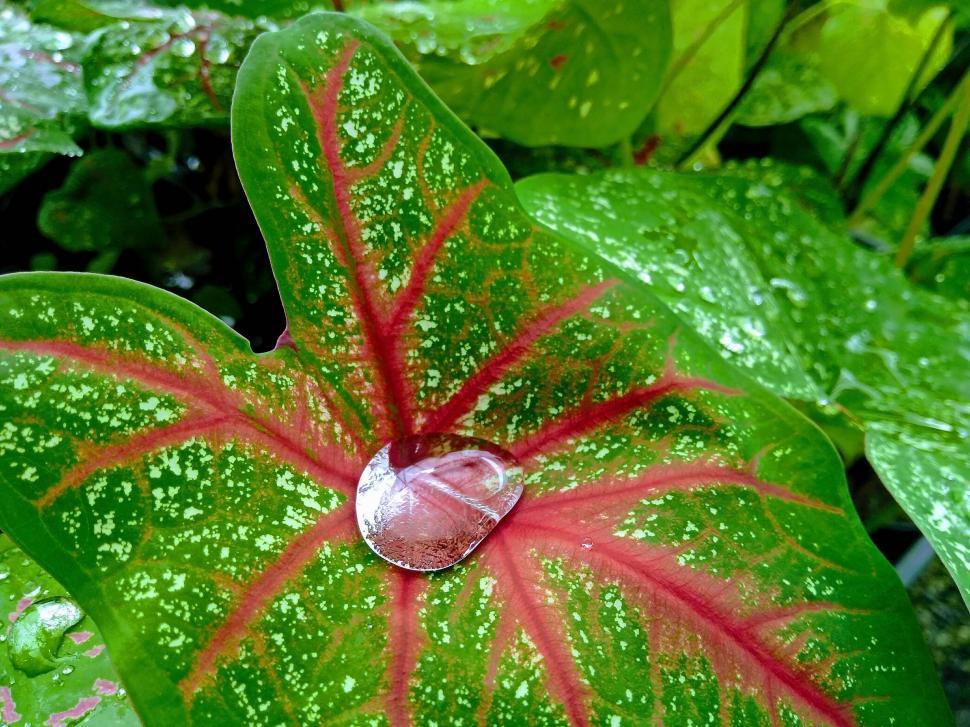 Free Image of Close-up of water drop on a plant leaf  