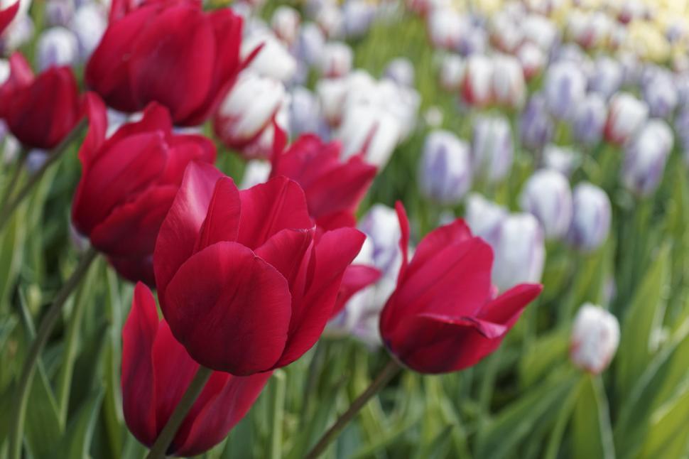 Free Image of Red tulips 