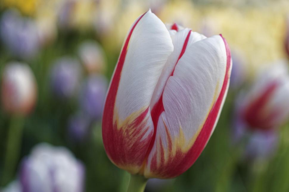 Free Image of Red and white tulip 