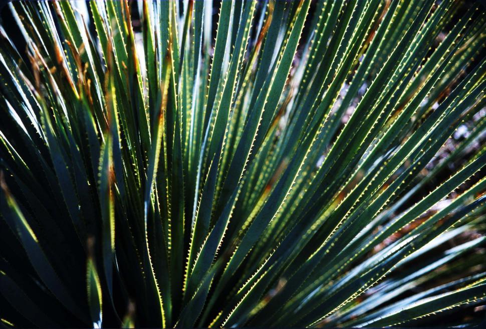 Free Image of Sharp pointed agave plant leaves 