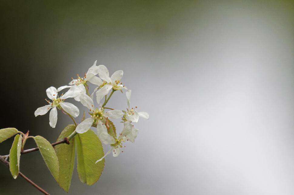 Free Image of Flowers of the Pin Cherry Tree 
