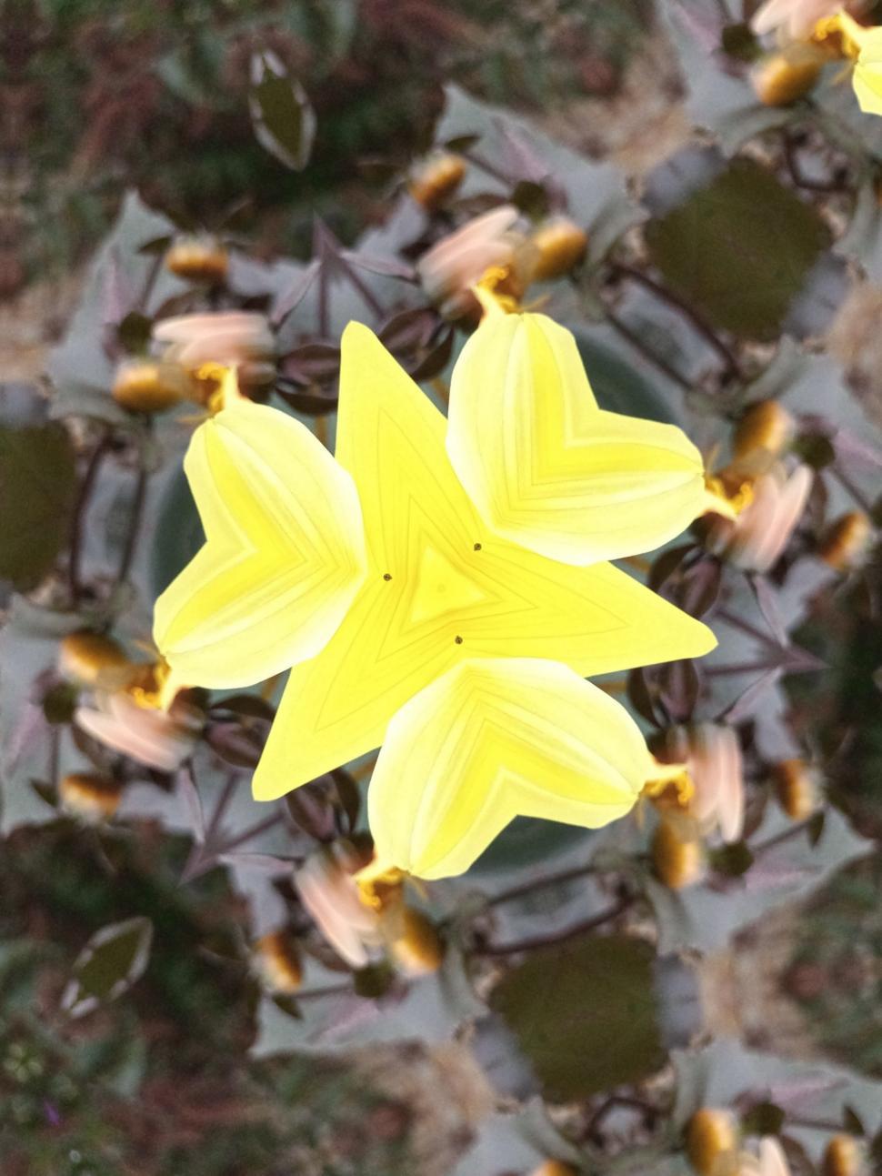 Free Image of bright flower yellow   