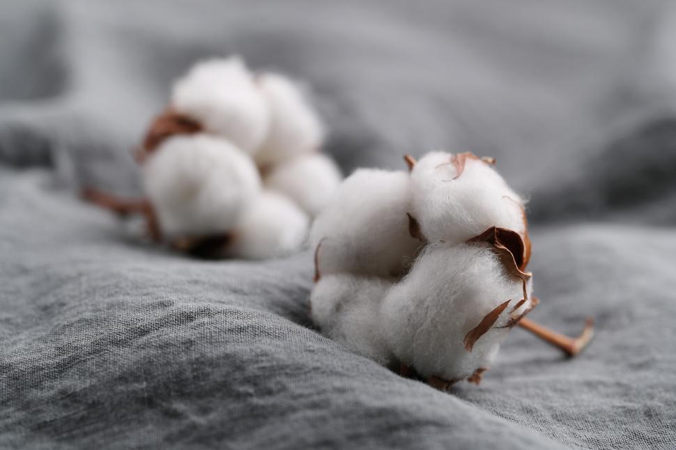 Free Image of Cotton boll 