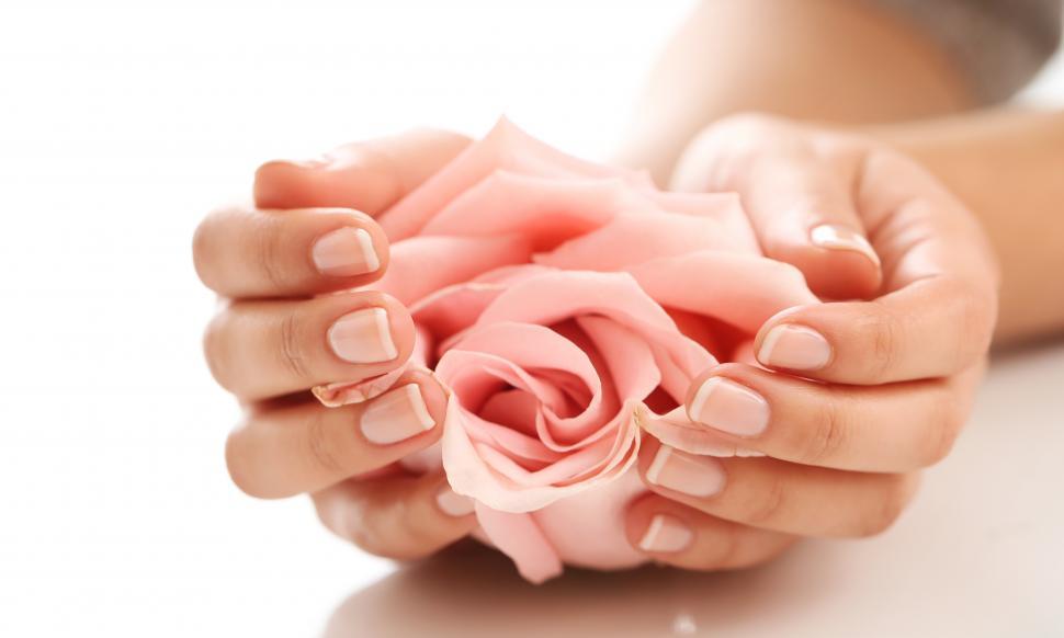 Free Image of Hands holding rose bloom 