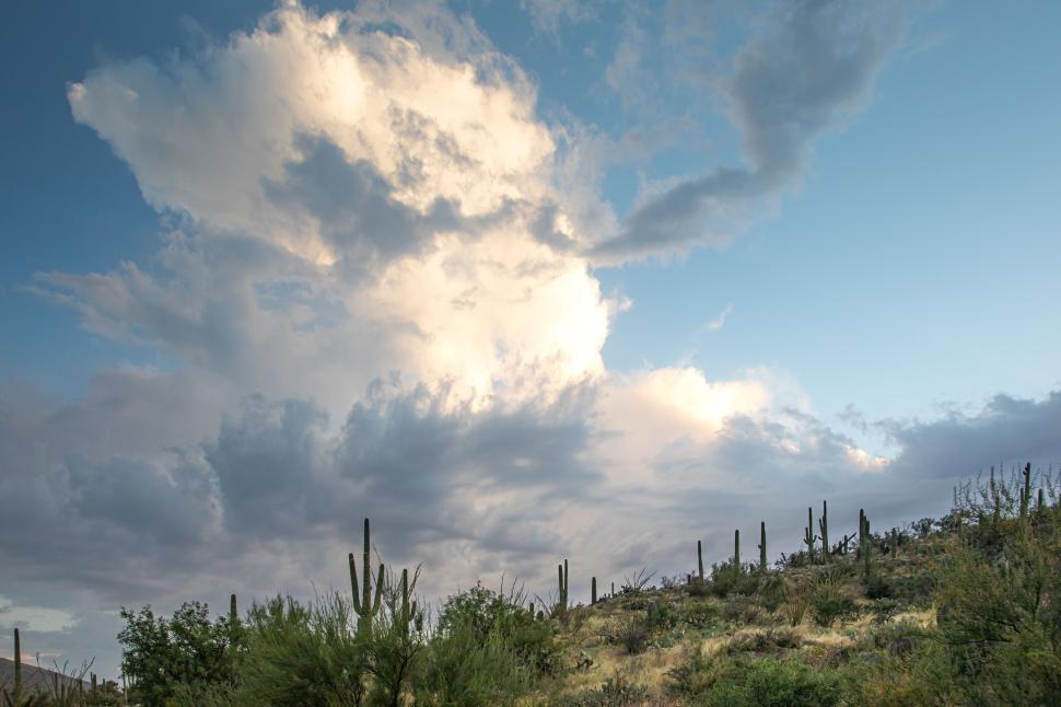 Free Image of Billowing clouds over Saguaro cactus 