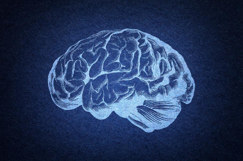 Free Image of Brain - Illustration of Textured Brain on Blue Background 