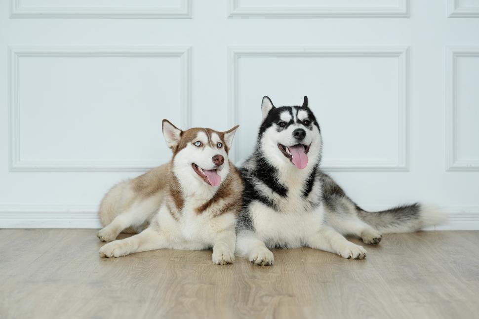 Free Image of Two husky dogs lay together 