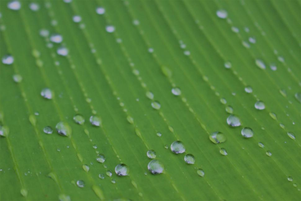 Download Free Stock Photo of Water droplets on a tropical leaf  