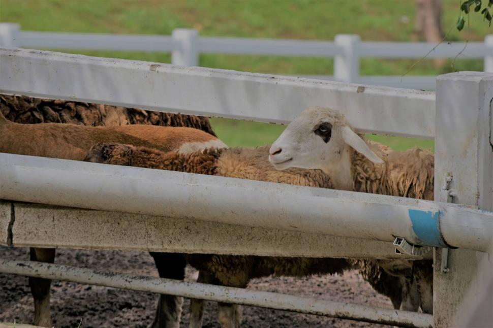 Free Image of Sheep on a farm  