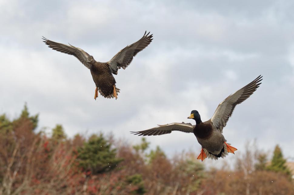 Free Image of Flying ducks 