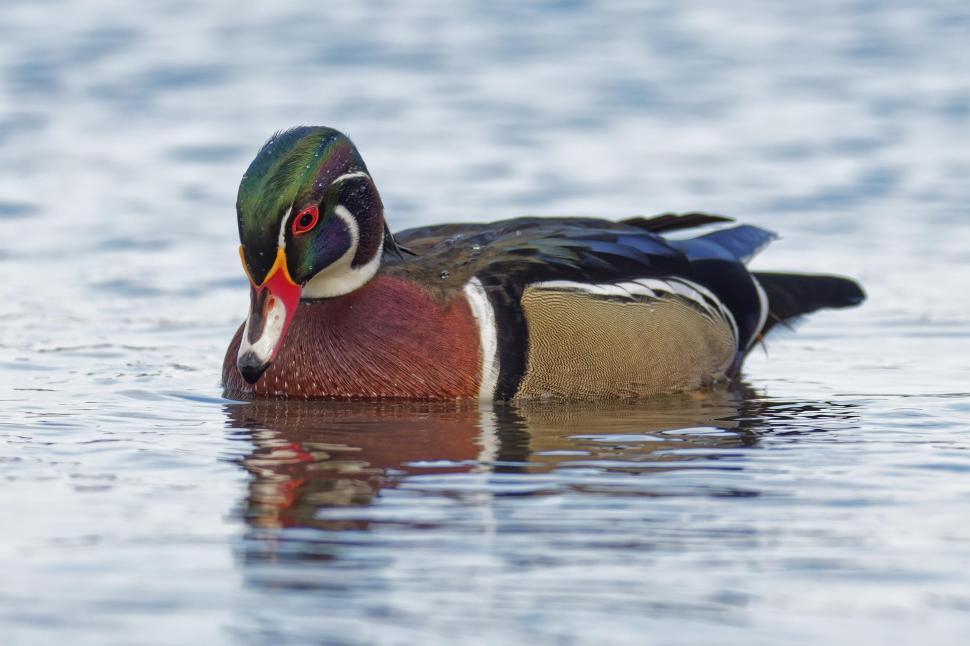 Free Image of Wood Duck swimming 