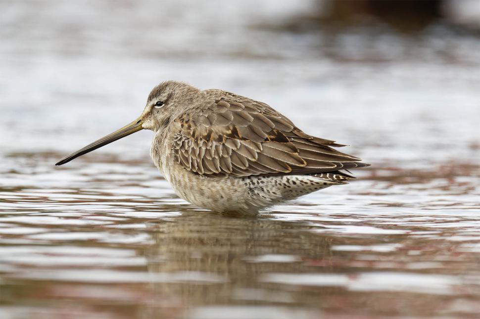 Free Image of Long-billed Dowitcher 