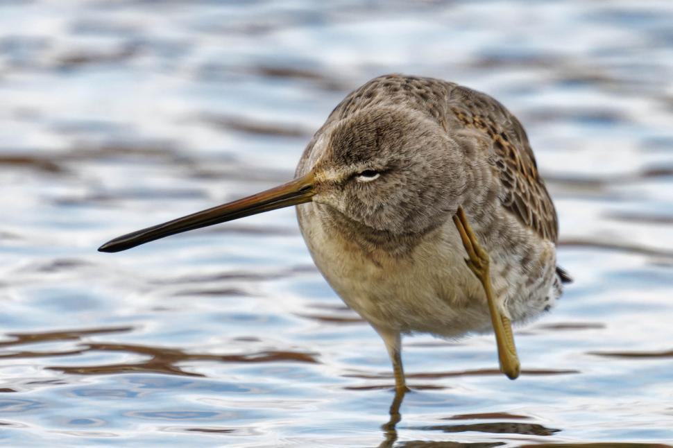 Free Image of Long-billed Dowitcher scratching 