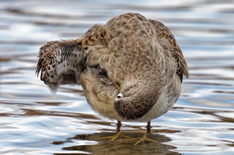 Free Image of Long-billed Dowitcher grooming 