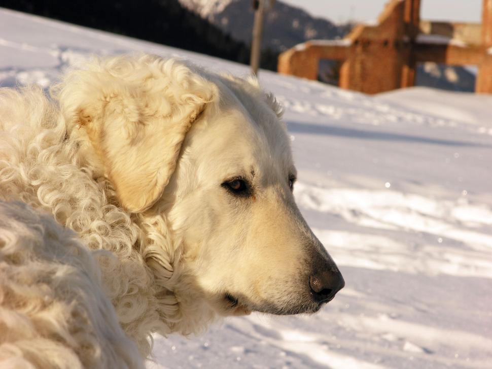 Free Image of Dog In The Snow 