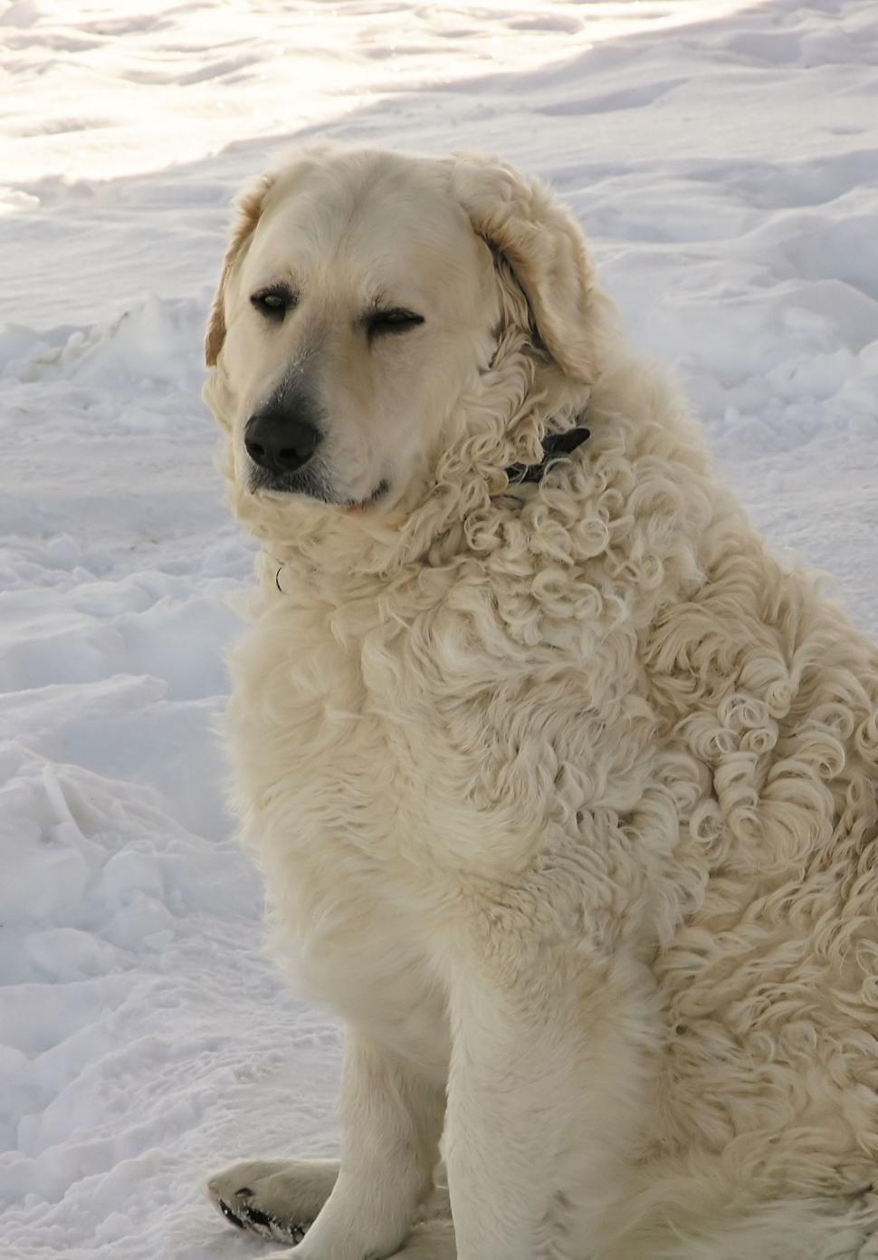 Free Image of Dog In The Snow 