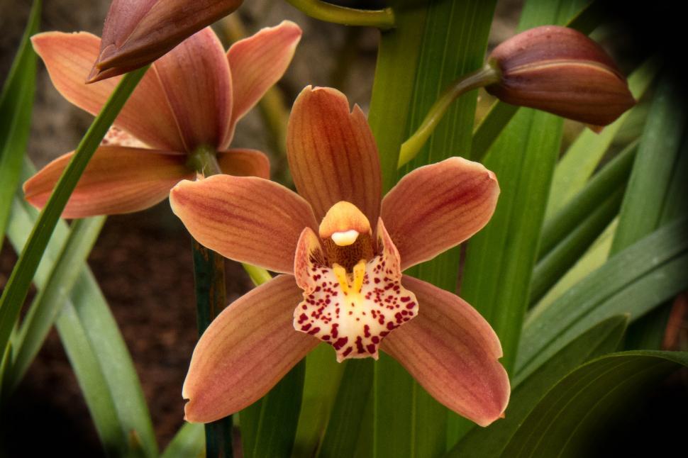Free Image of Cymbidium Orchid Orange Flower 