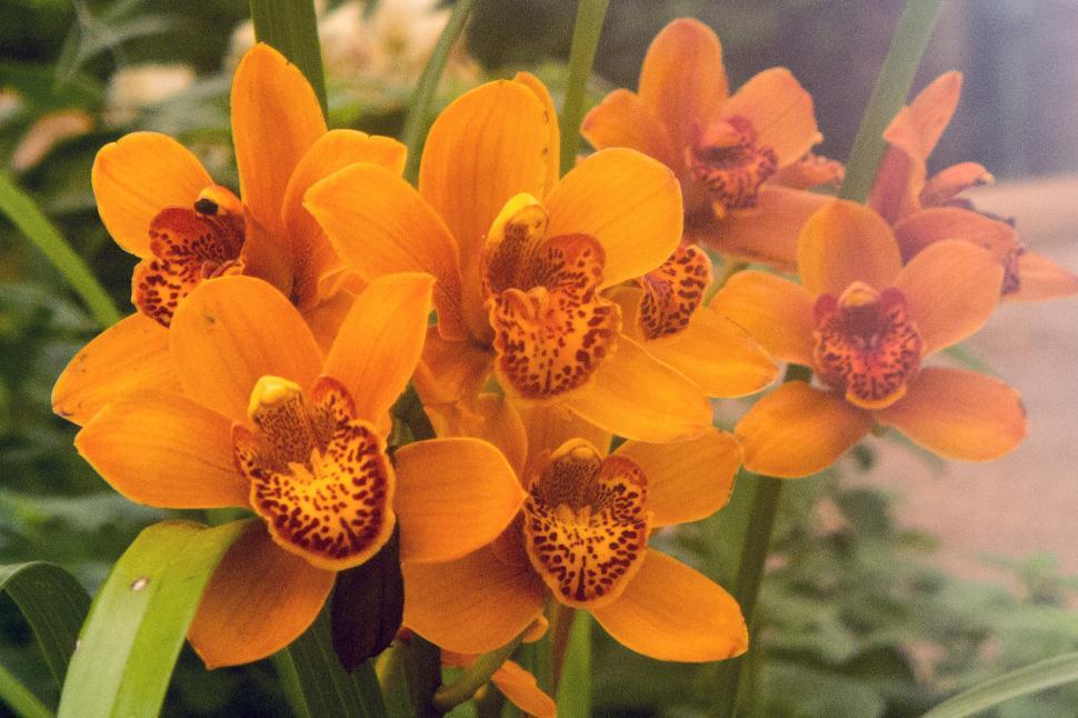 Free Image of Cymbidium Orchid Orange Flowers 