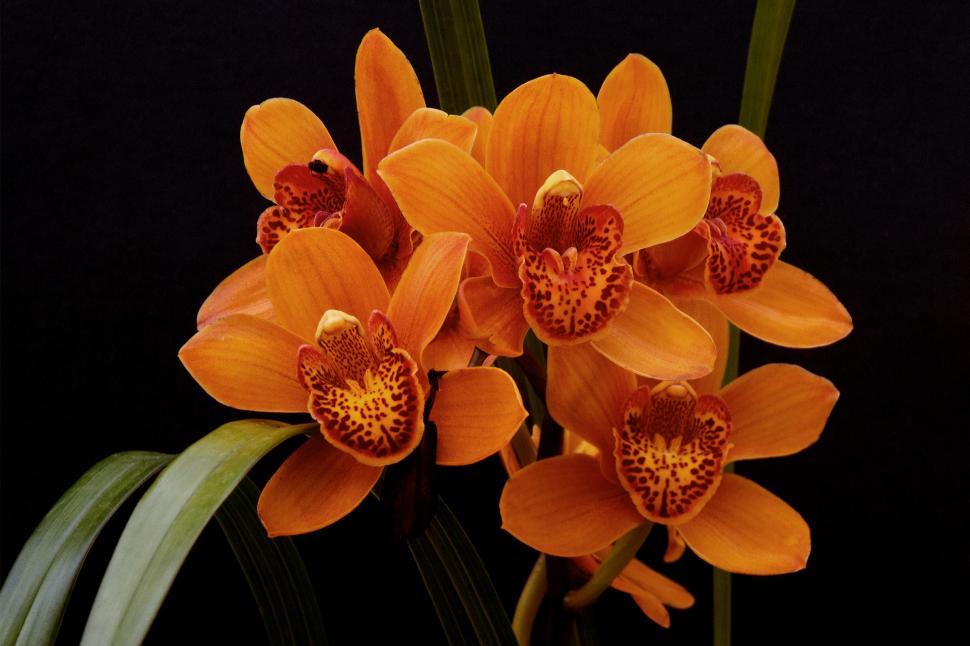 Free Image of Cymbidium Orchid Orange Blooms 