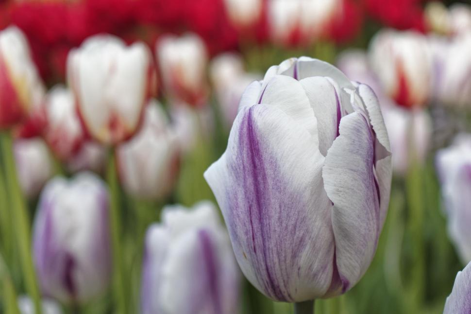Free Image of White and purple tulip 
