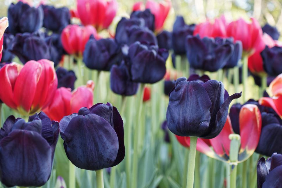 Free Image of Black and red tulips 
