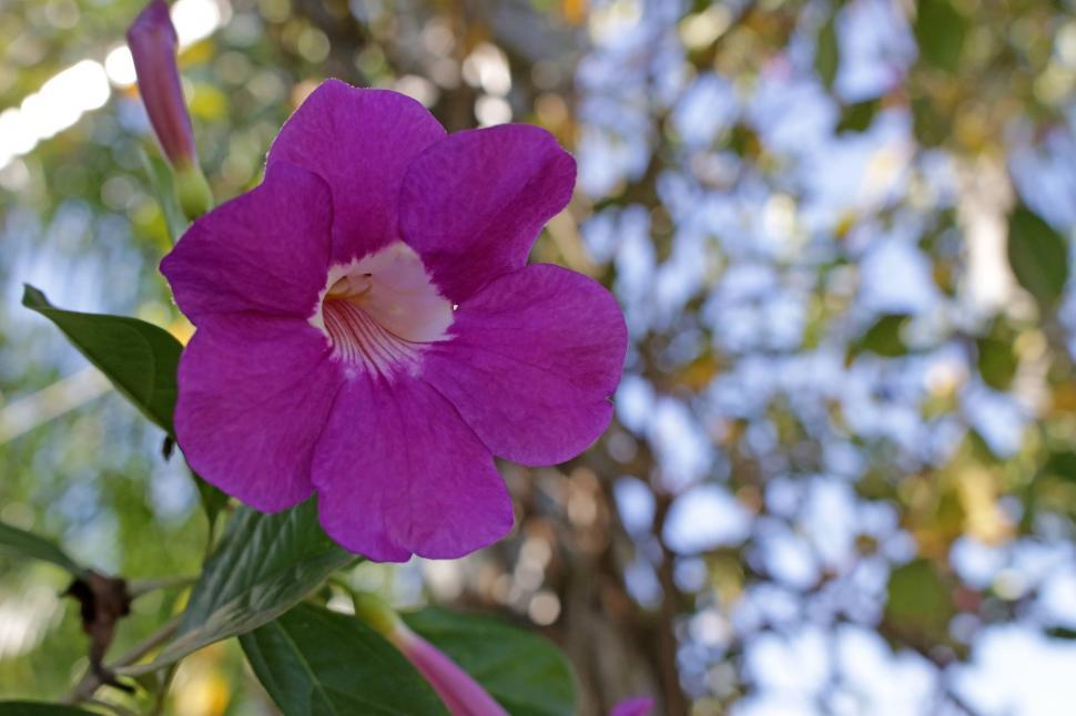 Free Image of Close-up single purple flower growing  