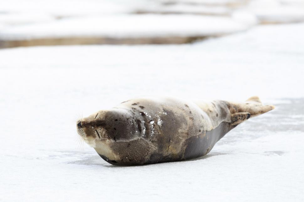 Free Image of Resting Seal 