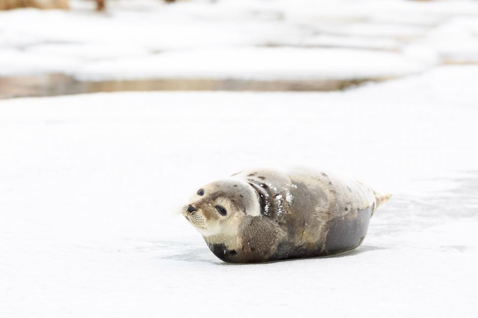 Free Image of Seal on Ice 