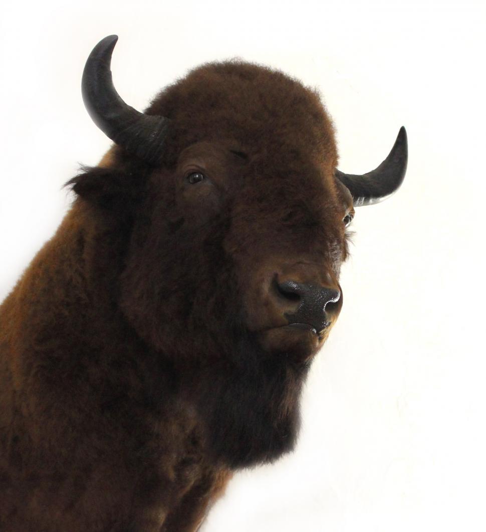 Free Image of Head of a Bison 