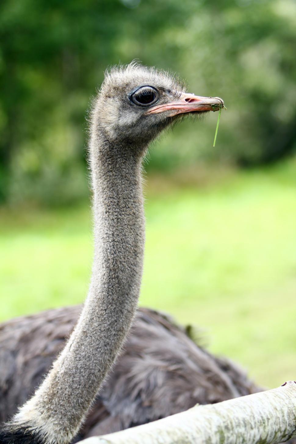 Free Image of Ostrich 