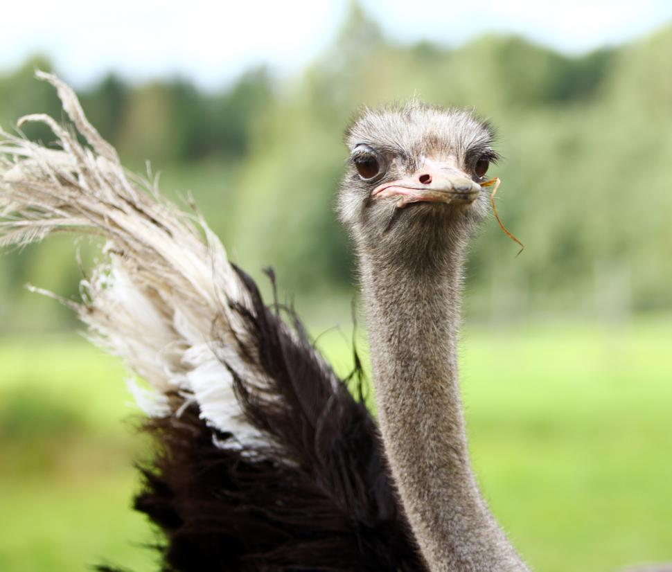 Free Image of One ostrich facing camera 